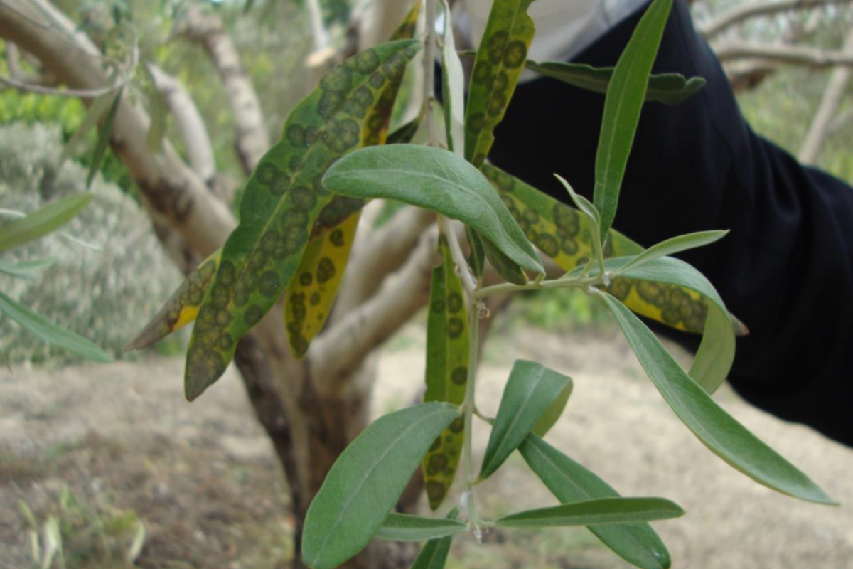 Peacock leaf spot of olive tree symptoms.png